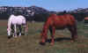 2horses.jpg (109514 bytes)